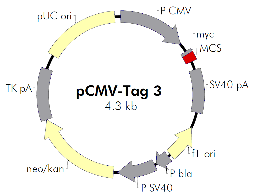 pCMV-Tag 3C载体图谱